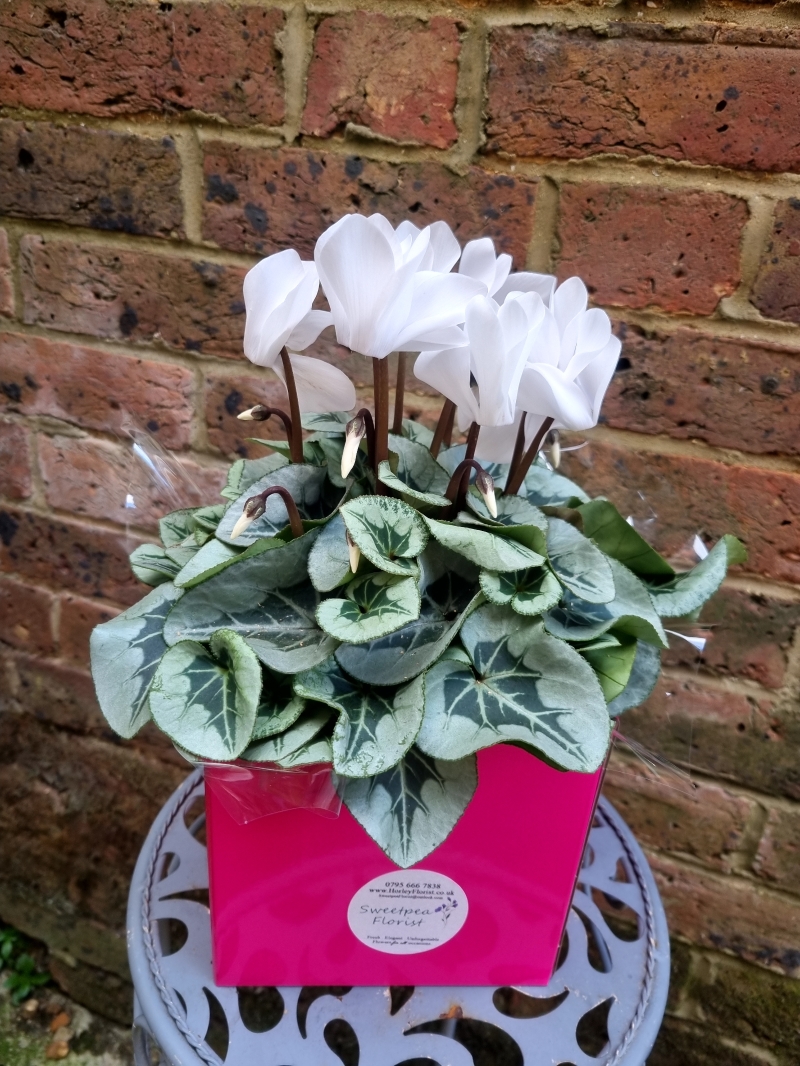 Cyclamen Gift Box