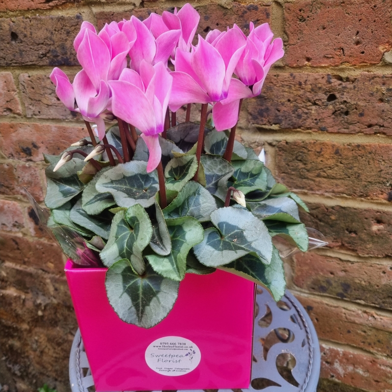 Cyclamen Gift Box