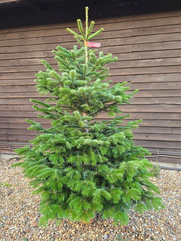 5 to 6ft Premium Nordmann Fir