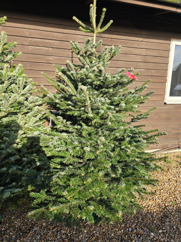 7ft Premium Nordmann Fir