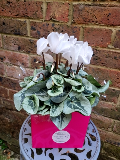 Cyclamen Gift Box