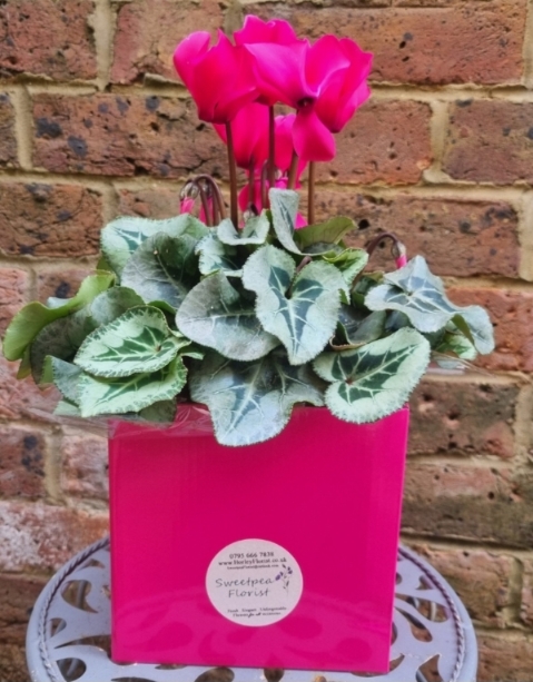 Cyclamen Gift Box