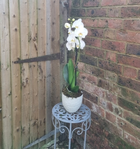 Phalaenopsis Orchid Plant