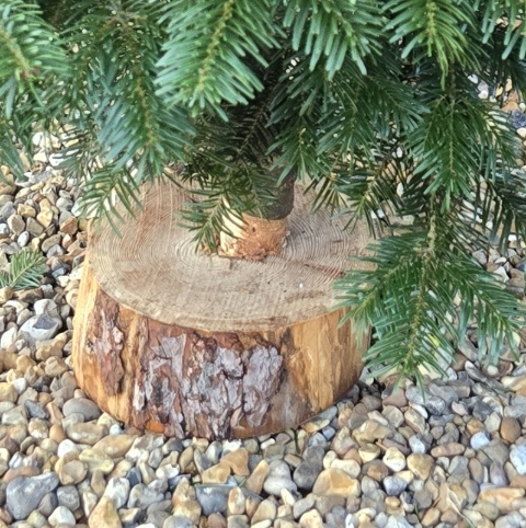 5 to 6ft Premium Nordmann Fir