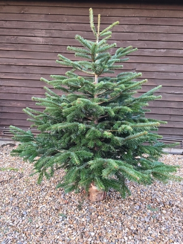 4 to 5ft Premium Nordmann Fir