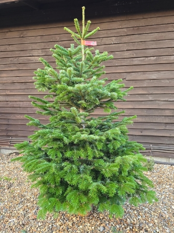 5 to 6ft Premium Nordmann Fir