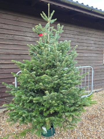 6ft Premium Nordmann Fir