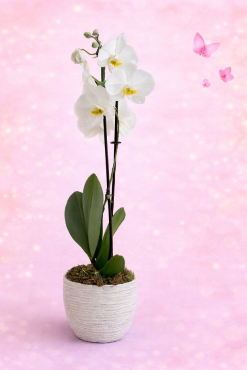 Phalaenopsis Orchid Plant in pot