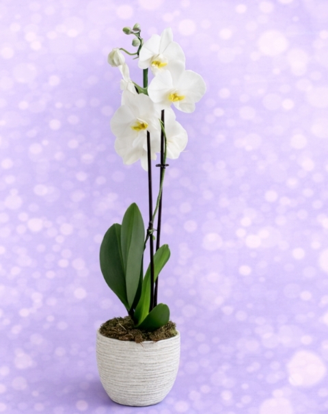 Phalaenopsis Orchid Plant in pot